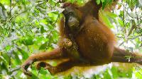 Click to watch 'On The Move' (popup) Wild Babies